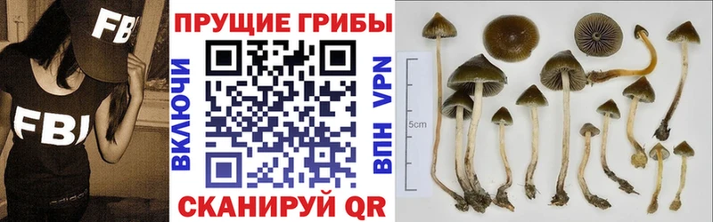 где купить наркоту  Рыбинск  Псилоцибиновые грибы мицелий 